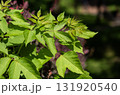The texture of lush foliage. Exotic greenery and botanical patterns. 131920540