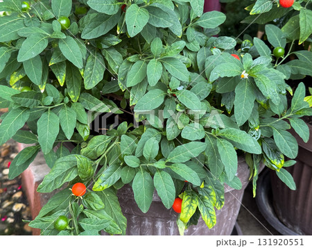 Potted Winter cherry plants or Jerusalem cherry Solanum Pseudocapsicum, ornamental plant for Christmas at a garden centre. Nightshade with red and green fruits. Coral shrub. Selected focus 131920551