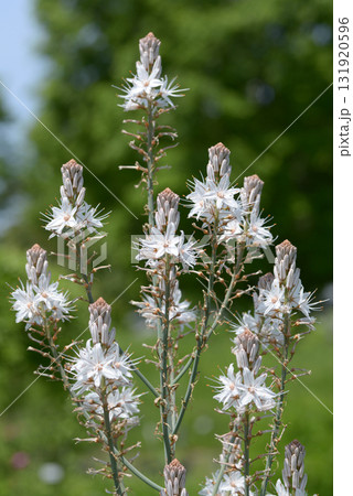 サルビア・プラテンシス サルビア・プラテンシス 131920596