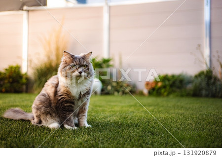 Domestic longhaired cat sitting on green grass in backyard 131920879