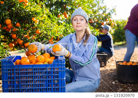 Farmer woman plucks tangerines and putting fruit in a crate 131920970