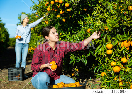 Skilled young woman farmer employee in plaid shirt harvesting fresh tangerines during work on farm during daytime Skilled young woman farmer employee in plaid shirt harvesting fresh tangerines during work on farm during daytime 131920982