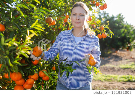 Concentrated farmer girl plucks tangerines from a tree 131921005