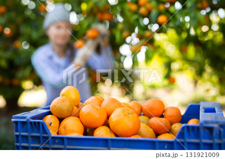 Fresh organic tangerines mandarins in plastic box during harvesting season on sunny day on farm or in garden 131921009