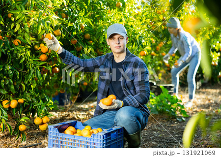 Farmer guy plucks tangerines, putting fruit in a crate 131921069
