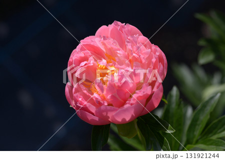 ピンク・ハワイアン・コーラル　シャクヤク 131921244