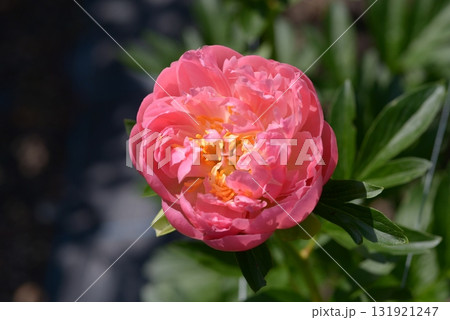 ピンク・ハワイアン・コーラル　シャクヤク 131921247