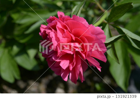 ベスボクストース シャクヤク ベスボクストース シャクヤク 131921339