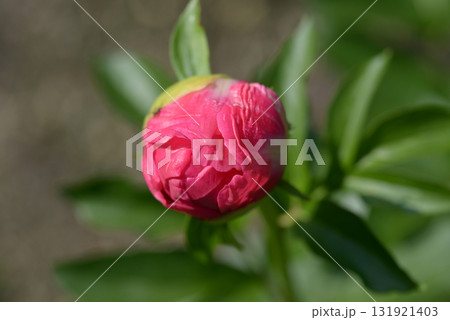 ポーラフェイ シャクヤク ポーラフェイ シャクヤク 131921403