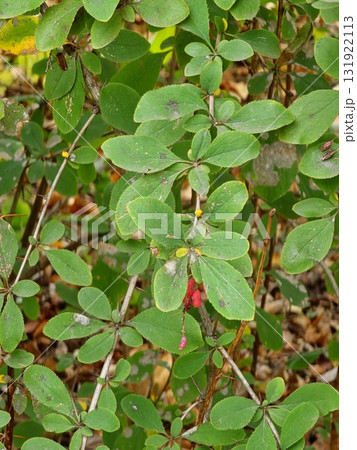 Red barberry berries under green autumn foliage. Close-up garden scene featuring food, nature, and landscape concepts. Red barberry berries under green autumn foliage. Close-up garden scene featuring food, nature, and landscape concepts. 131922113