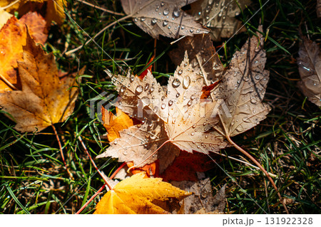 Close-up of fallen autumn maple leaves with morning dew on grass in soft sunlight. Seasonal change, fall mindfulness, emotional reset, nature and mood connection 131922328