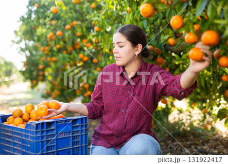 Portrait of smiling woman harvesting tangerines on organic plantation Portrait of smiling woman harvesting tangerines on organic plantation 131922417