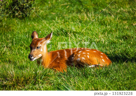 Spotted young antelope resting on green grass under bright sunlight in a natural open area Spotted young antelope resting on green grass under bright sunlight in a natural open area 131923228