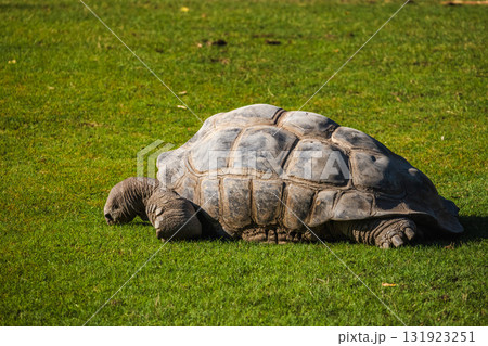 Large giant tortoise resting on green grass under sunlight in a natural outdoor area 131923251