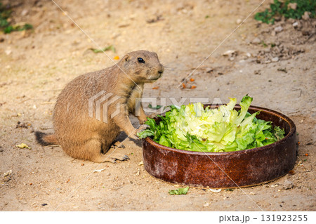 Black-tailed prairie dog eating fresh lettuce from a bowl in its enclosure under daylight. 131923255