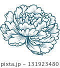 Blooming Peony Flower 131923480