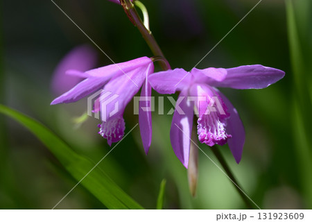 シラン シラン 131923609