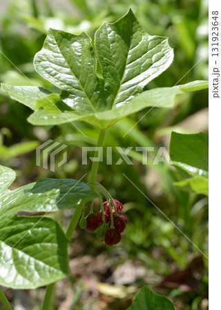 ハッカクレン 131923648