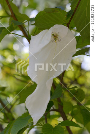 ハンカチノキ 131923735