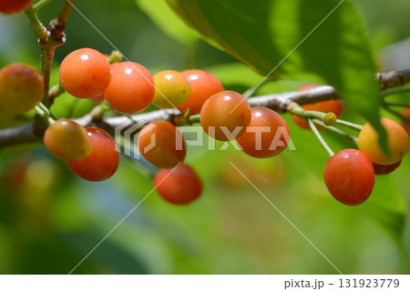 カラミザクラ 131923779