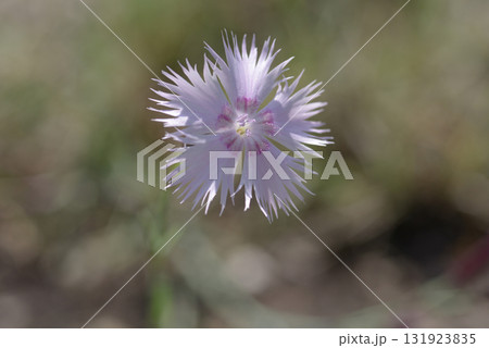 ディアンツス 131923835