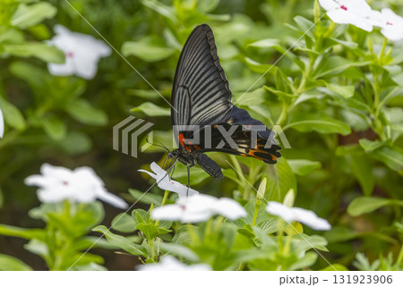 花壇の花の蜜を吸うナガサキアゲハ 131923906