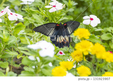 花壇の花の蜜を吸うナガサキアゲハ 131923907