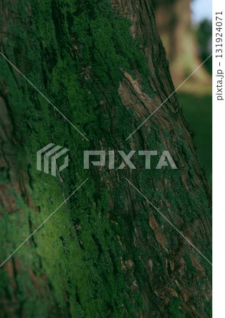 木に生える苔 131924071