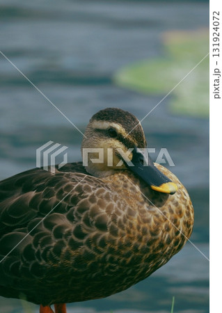 カルガモ カルガモ 131924072