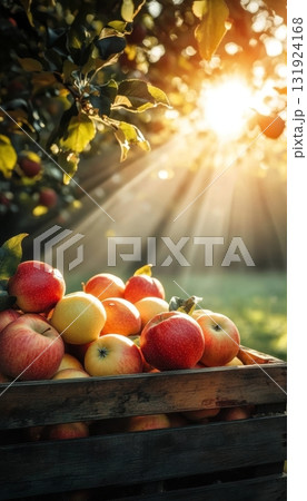 Freshly Harvested Apples in a Wooden Crate Surrounded by Orchard Trees Under Bright Sunlight 131924168
