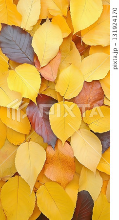 Close-up View of Colorful Autumn Leaves Showcasing a Beautiful Seasonal Transition Landscape 131924170