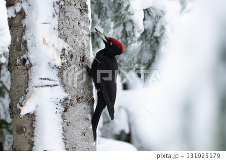 雪の森で幹をつつくクマゲラ（北海道） 131925179