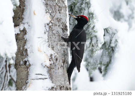 雪の森で幹をつつくクマゲラ(北海道) 雪の森で幹をつつくクマゲラ(北海道) 131925180