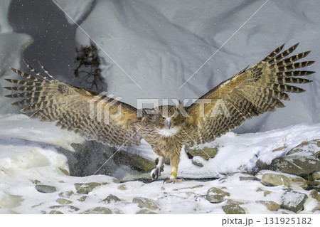 北海道の雪の中に舞うシマフクロウ 131925182