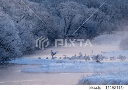 北海道 鶴居村 音羽橋の冬景色 タンチョウ鶴の朝の目覚め 131925184