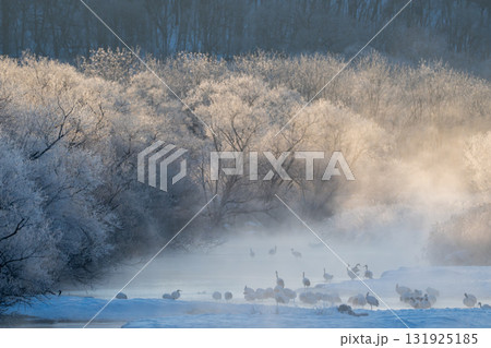 北海道 鶴居村 音羽橋の冬景色 タンチョウ鶴の朝の目覚め 北海道 鶴居村 音羽橋の冬景色 タンチョウ鶴の朝の目覚め 131925185