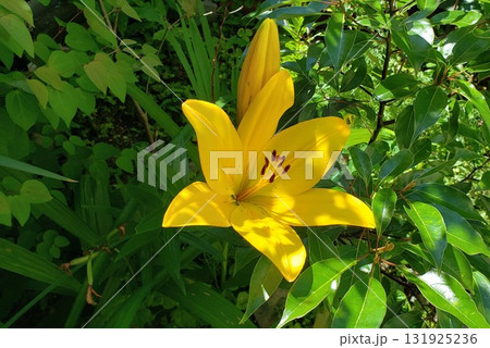 スカシユリの大きな花 131925236