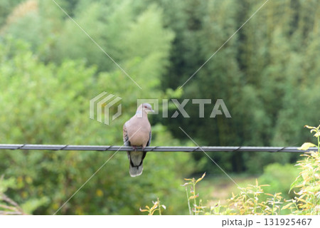 鳩 131925467