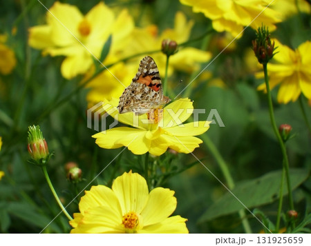 キバナコスモスにとまる蝶 131925659