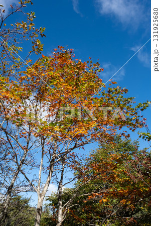 青空バックに映える紅葉 栃木県那須塩原市 沼っ原湿原 青空バックに映える紅葉 栃木県那須塩原市 沼っ原湿原 131925680