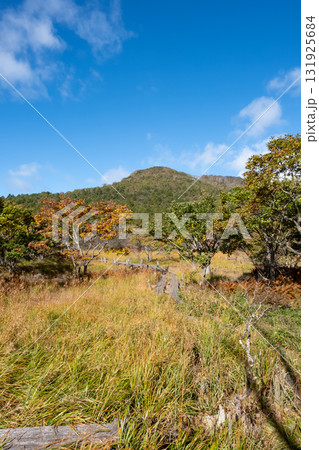 秋の沼っ原湿原の木道から見た紅葉の景色 131925684