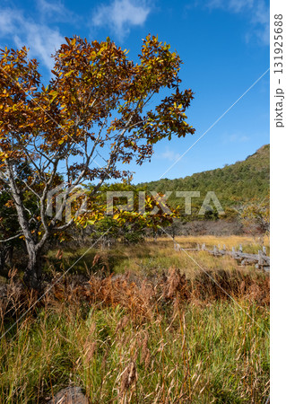 秋の沼っ原湿原の木道から見た紅葉の景色 131925688