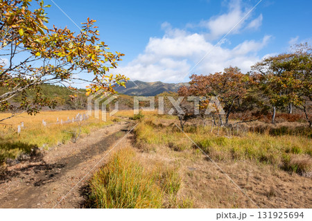 秋の沼っ原湿原の木道から見た紅葉の景色 131925694