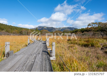 秋の沼っ原湿原の木道から見た紅葉の風景 131925707