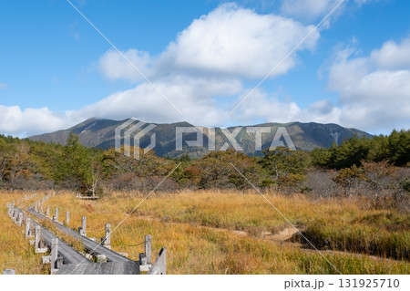 秋の沼っ原湿原の木道から見た紅葉の風景 131925710