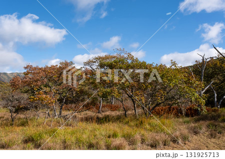秋の沼っ原湿原の木道から見た紅葉の景色 秋の沼っ原湿原の木道から見た紅葉の景色 131925713