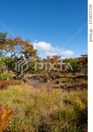 秋の沼っ原湿原の木道から見た紅葉の景色 131925726