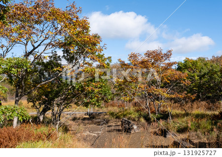 秋の沼っ原湿原の木道から見た紅葉の景色 131925727