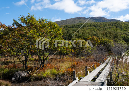 秋の沼っ原湿原の木道から見た紅葉の風景 131925730