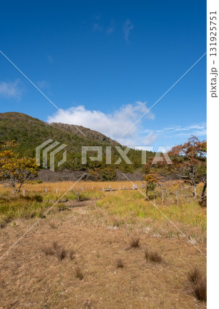 秋の沼っ原湿原の木道から見た紅葉の景色 131925751